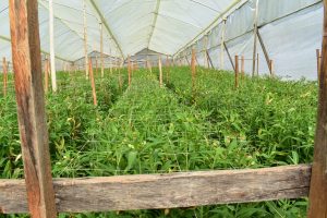 WhatsApp Image 2024-10-04 at 10.31.36 AM (1)